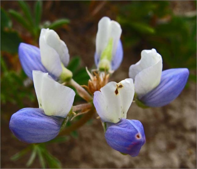 sm 922 Varied Lupine.jpg - Varied Lupine (Lupinus variicolor): Not only was this native blooming late but it was paler than most.